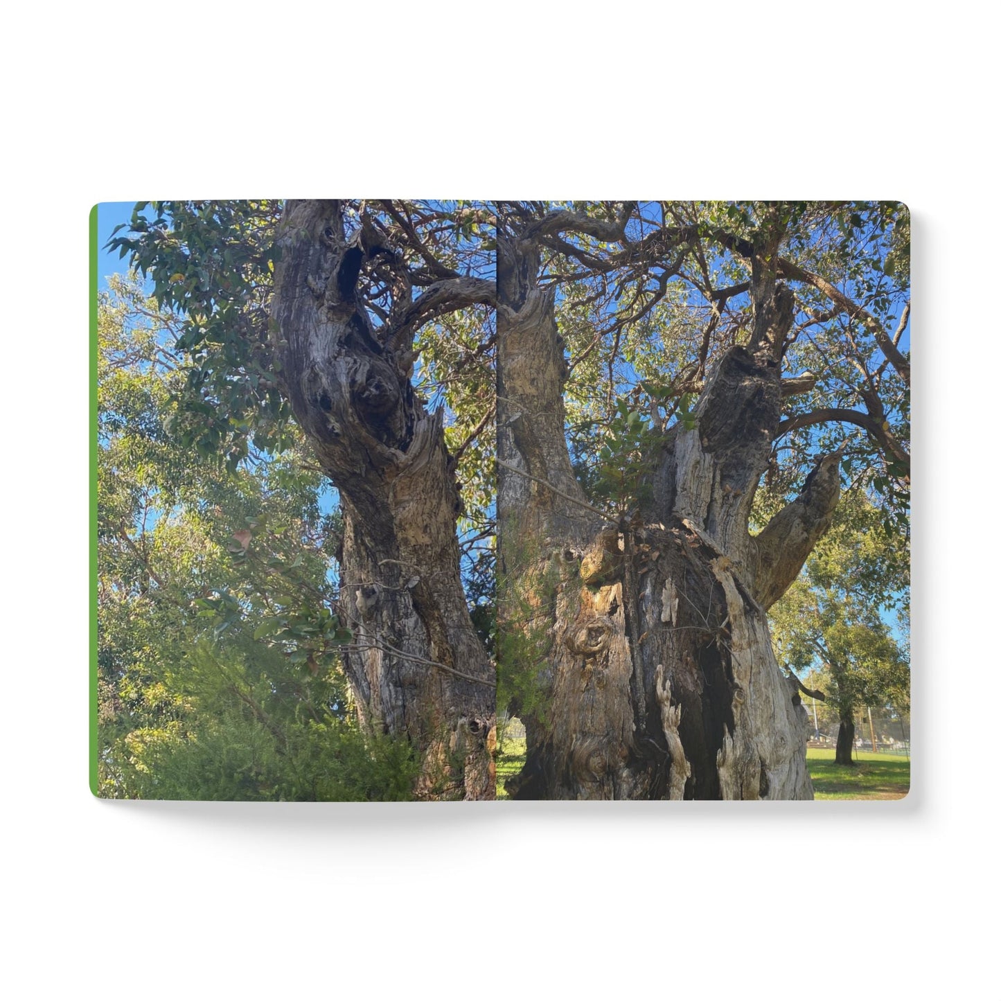 Tree Man Softcover Journal (with Inside Prints) 100 pages (50 sheets) / Ruled line / 5.75’’ x 8’’ Paper products